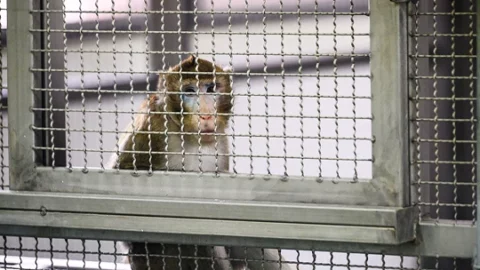 Proposed megafacility to breed monkeys in U.S. dismays activists and neighbors but excites scientists