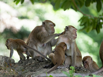 monkeys grooming