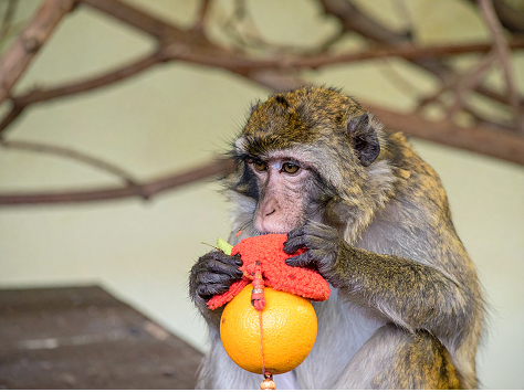 A monkey holds an orange attached to a red enrichment toy, appearing to nibble or inspect it closely.