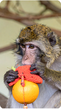 A monkey holds an orange attached to a red enrichment toy, appearing to nibble or inspect it closely.